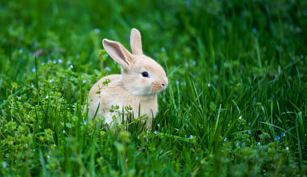 兔子怕冷吗冬天怎么喂养兔子啊