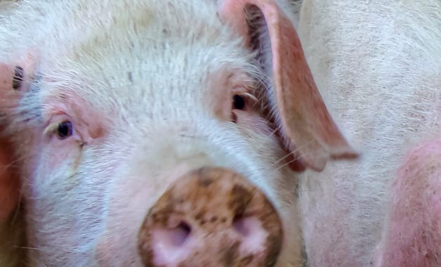 养猪种菜新方法-生产百科