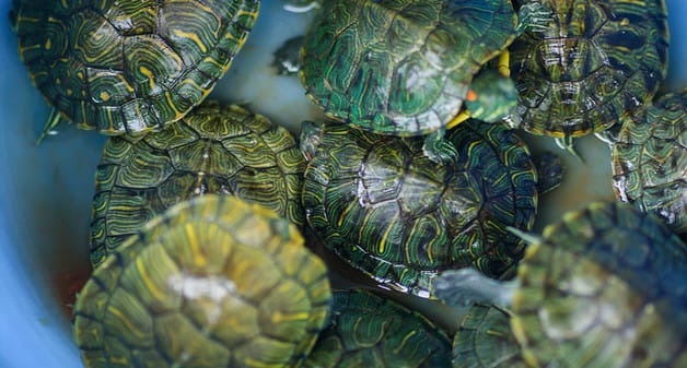 乌龟是在陆地上和水里养都行吗