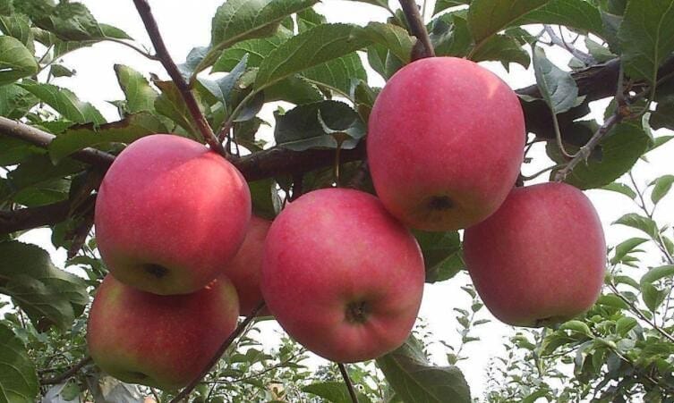 奶油苹果跟普通苹果一样吗能吃吗 奶油苹果跟普通苹果一样吗怎么吃(图2)