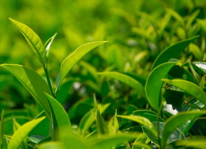 绿茶有哪些品种 前十名 绿茶包括哪些茶叶品种(图1)