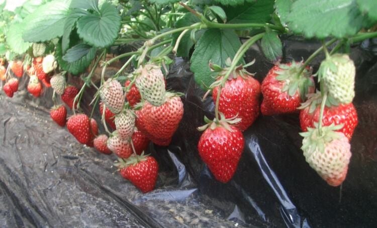 昌平草莓种植面积 昌平草莓苗哪家好种植(图1)
