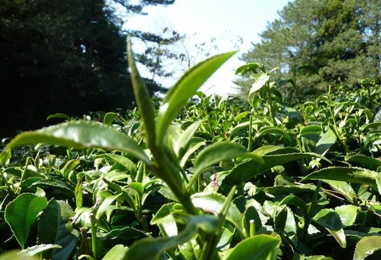 台湾高山茶是绿茶吗 台湾高山茶哪种最好(图1)