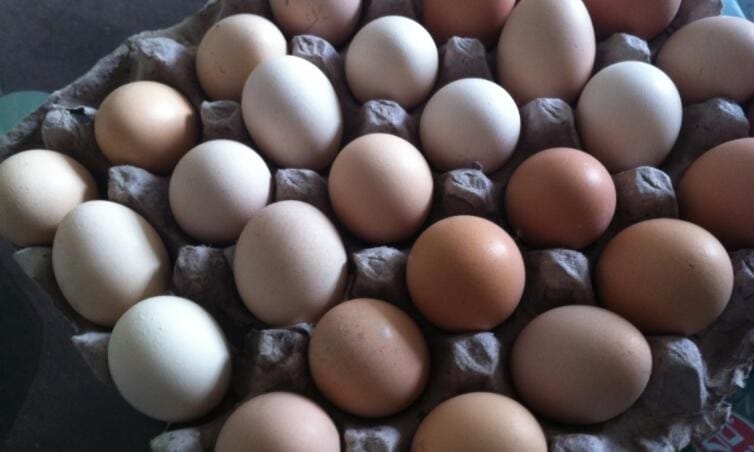 公鸡蛋和母鸡蛋的区别是什么 公鸡蛋和母鸡蛋的区别是什么意思(图1)