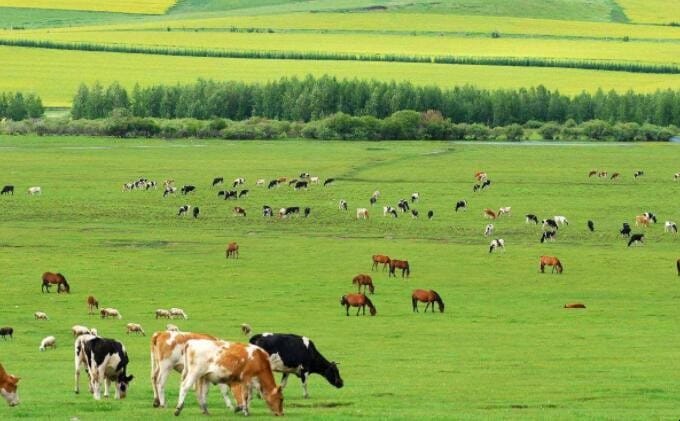 欧洲西部畜牧业发达的有利条件 欧洲西部地区发展畜牧业的有利条件(图1)
