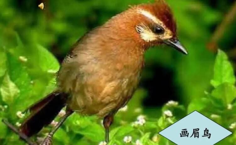 画眉鸟的作者是谁 画眉鸟是哪个朝代的诗人写的(图1)