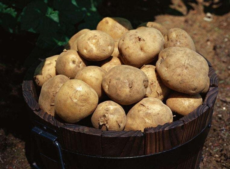 土豆买多了怎么保存不发芽 家里土豆怎么保存不发芽(图1)