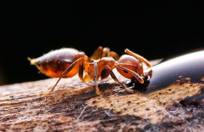 房间里面出现蚂蚁怎么办 房间里有蚂蚁怎么处理(图1)