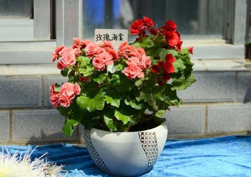 玫瑰海棠和丽格海棠花的区别图片 玫瑰海棠和丽格海棠花的区别是什么(图2) 玫瑰海棠和丽格海棠花的区别图片 玫瑰海棠和丽格海棠花的区别是什么(图2)