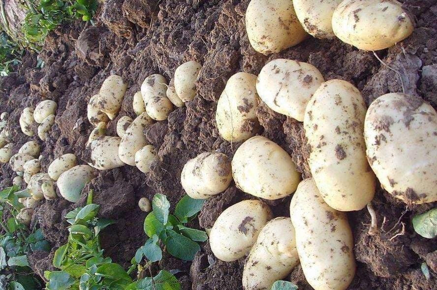 土豆什么时间发芽 土豆发芽到成熟要多久(图1)