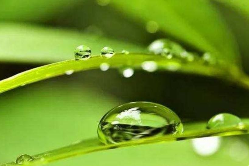 闪亮的露珠像什么似的躺在树叶上 清晨,树叶上的露珠滚动着,好像在说(图1) 闪亮的露珠像什么似的躺在树叶上 清晨,树叶上的露珠滚动着,好像在说(图1)