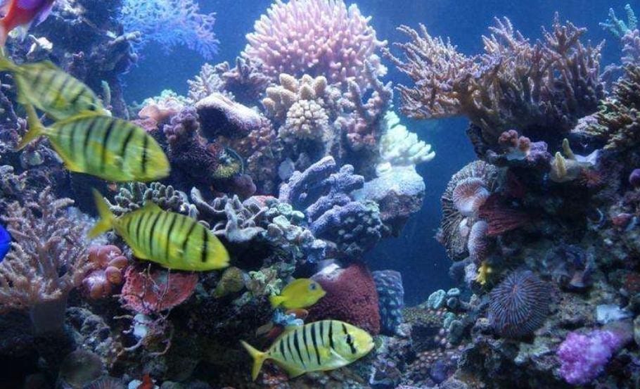 侧滤鱼缸怎么加强过滤水质 侧滤鱼缸怎么加强过滤效果(图1) 侧滤鱼缸怎么加强过滤水质 侧滤鱼缸怎么加强过滤效果(图1)