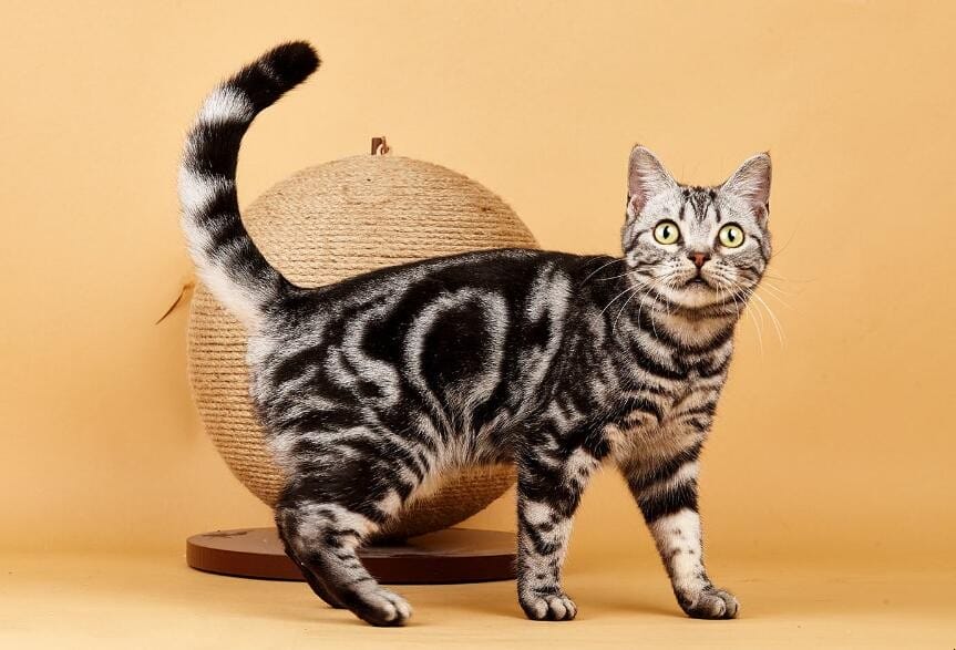 猫的腿会长长吗 猫的腿长什么样(图1)
