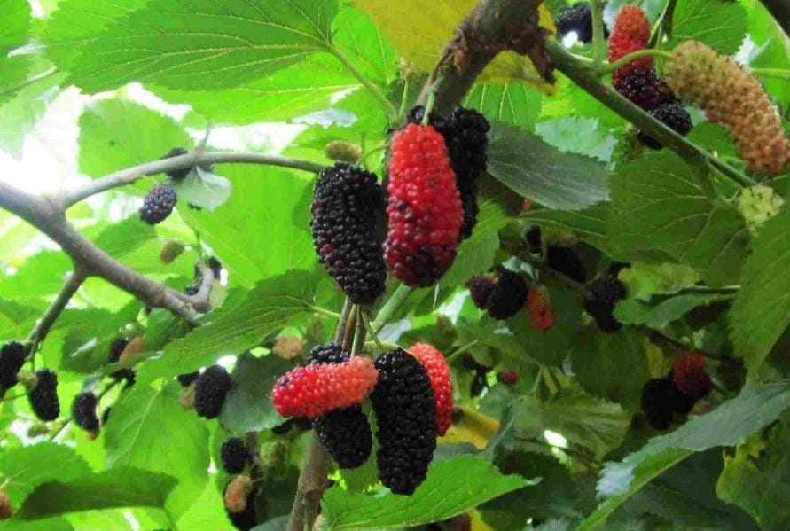 水果树用什么肥料果实才甜 施什么肥果子能增甜(图1)
