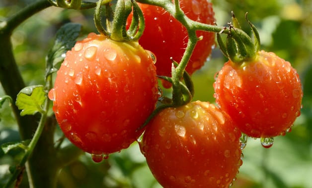 西红柿怎么切花刀