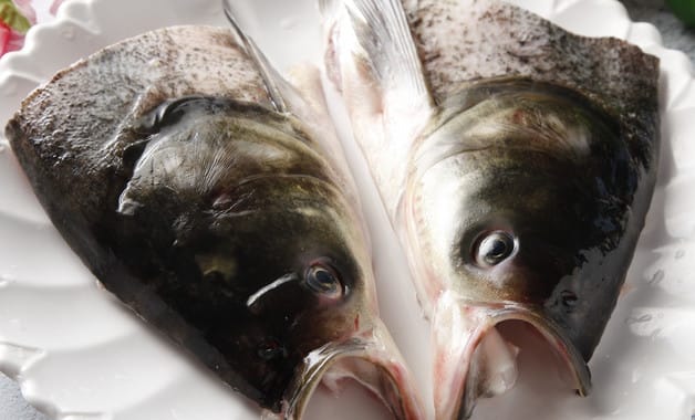 市场买的鱼为何养不活-生产百科