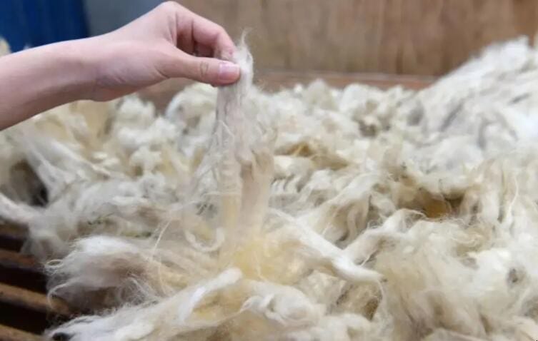 绵羊毛和羊毛哪个好一些 绵羊毛和羊毛有什么区别哪个好(图1)