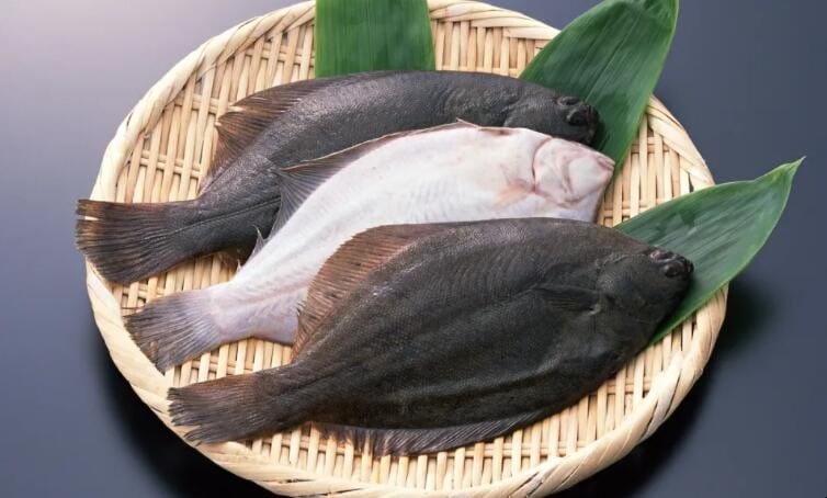 鸦片鱼是什么鱼 什么叫鸦片鱼(图1)