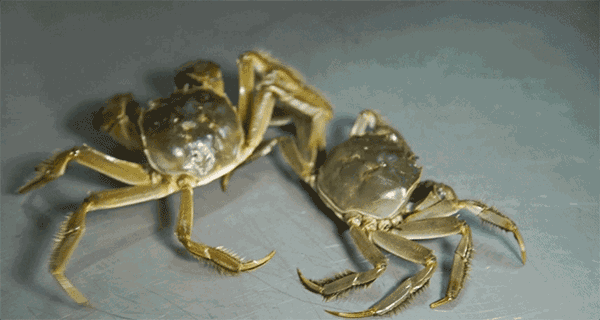 螃蟹怎么养活两天 怎样养螃蟹能让他多活几天(图7)