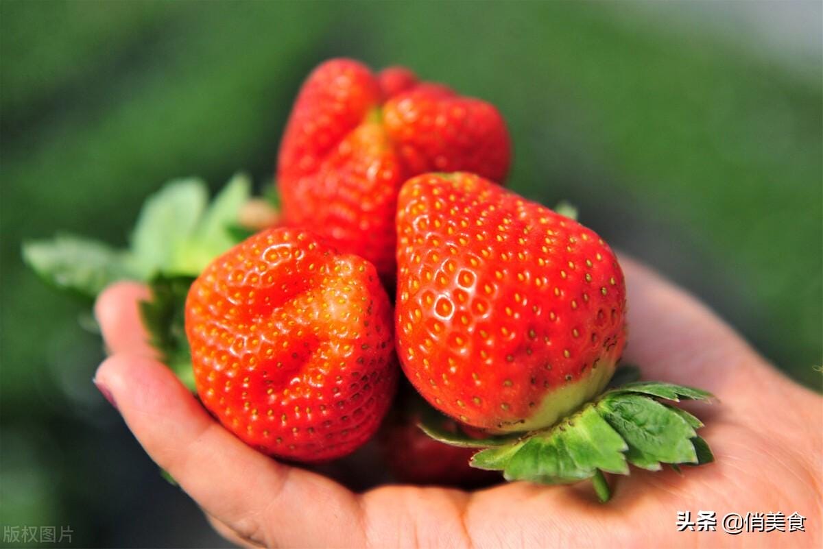 激素草莓和正常草莓 草莓的激素存在哪里(图3)
