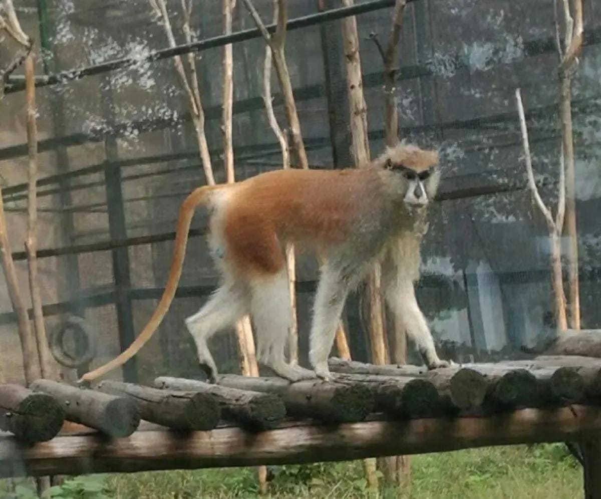 郑州动物园旅游攻略路线 郑州动物园旅游攻略图片(图2)