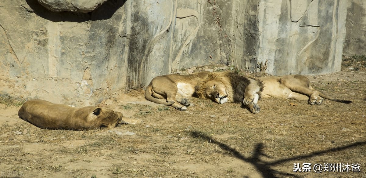 郑州动物园有狮子老虎吗 郑州动物园动物(图4)
