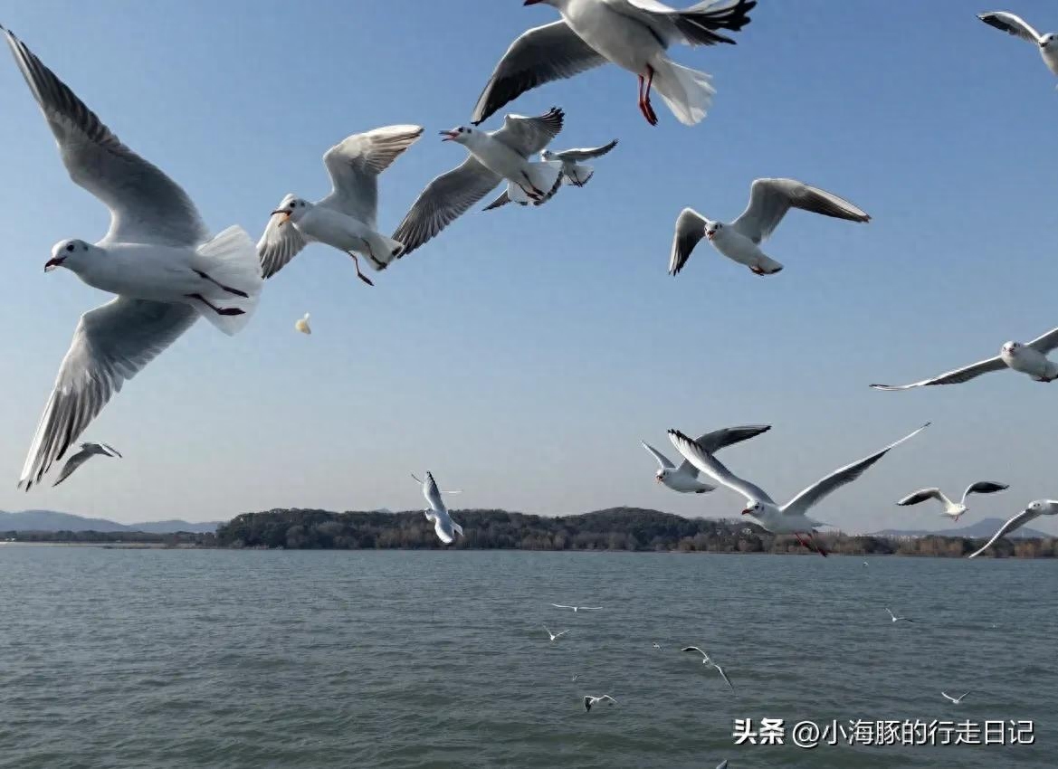 江苏省的太湖面积是多少平方千米 江苏省的太湖是中国第三大淡水湖英文(图3)