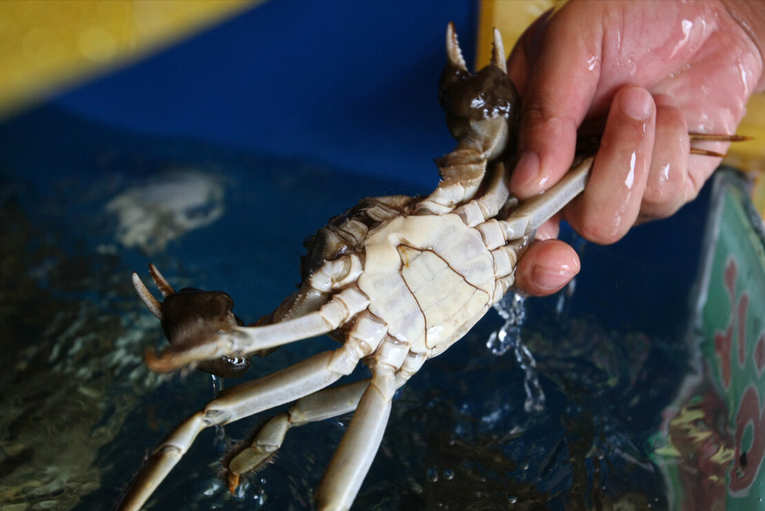 公母螃蟹的区别图片,怎样收拾河蟹 公母螃蟹的区别图片飞蟹(图6)