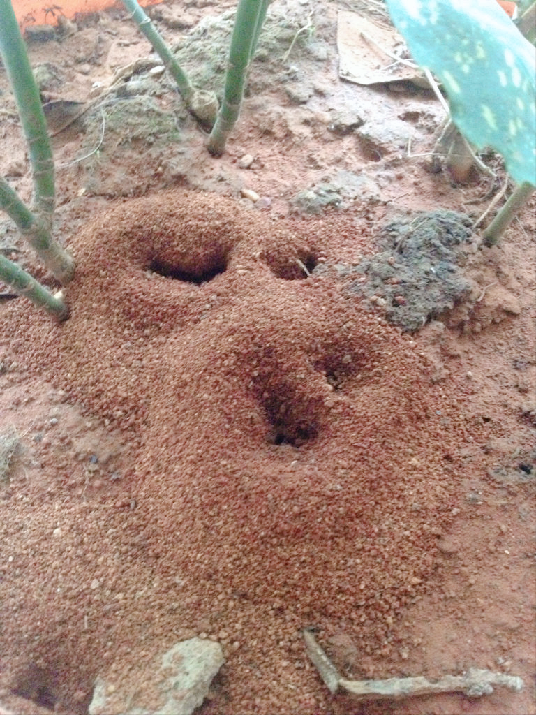 花盆的土壤里生了蚂蚁怎么办 盆土里面有蚂蚁怎么办(图1)