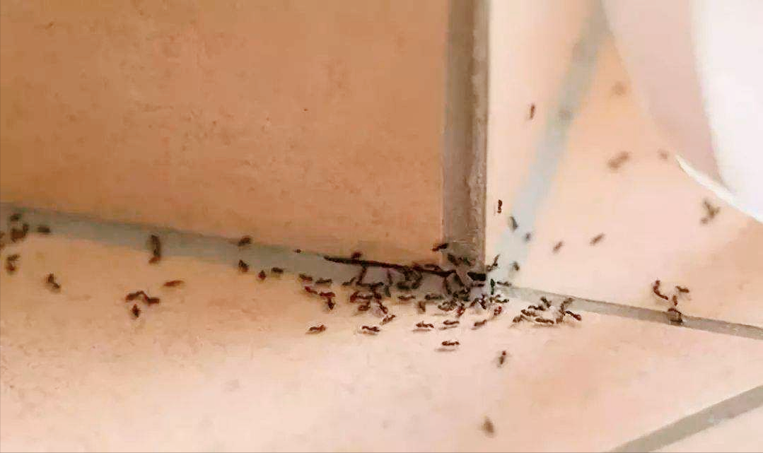 花盆的土壤里生了蚂蚁怎么办 盆土里面有蚂蚁怎么办(图4)