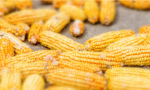 玉米秸秆春耕处理方法