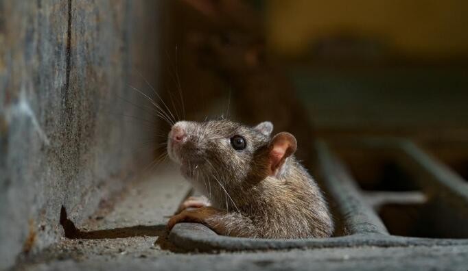 老鼠啃下水道