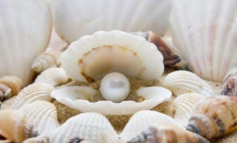 珍珠蚌怎么生出珍珠的 人工养殖珍珠蚌怎么生出珍珠的视频教学(图1)