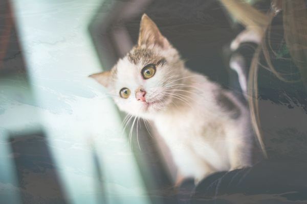 在拼多多里怎么退货退款申请—拼多多退货指南：轻松搞定退货流程