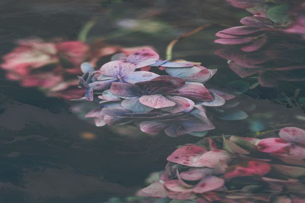 拼多多官方 - 拼多多官方电话