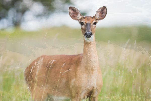 华为p60pro需要贴膜吗