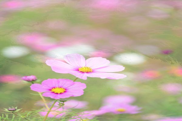 华为p60pro多少钱 华为p60pro多少钱