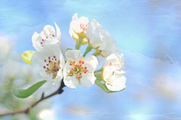 华为p60与pro 华为p60与pro