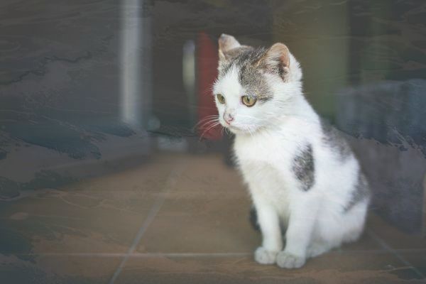 华为P60内存升级 华为P60内存升级