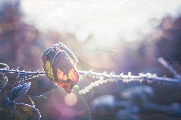 华为p60什么时候发布的 华为p60什么时候发布的