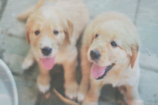 华为P60pro有哪些新功能 华为P60pro有哪些新功能