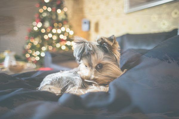 小红书 旁白(小红书IOS版全新上线：旁白功能引领时尚潮流)